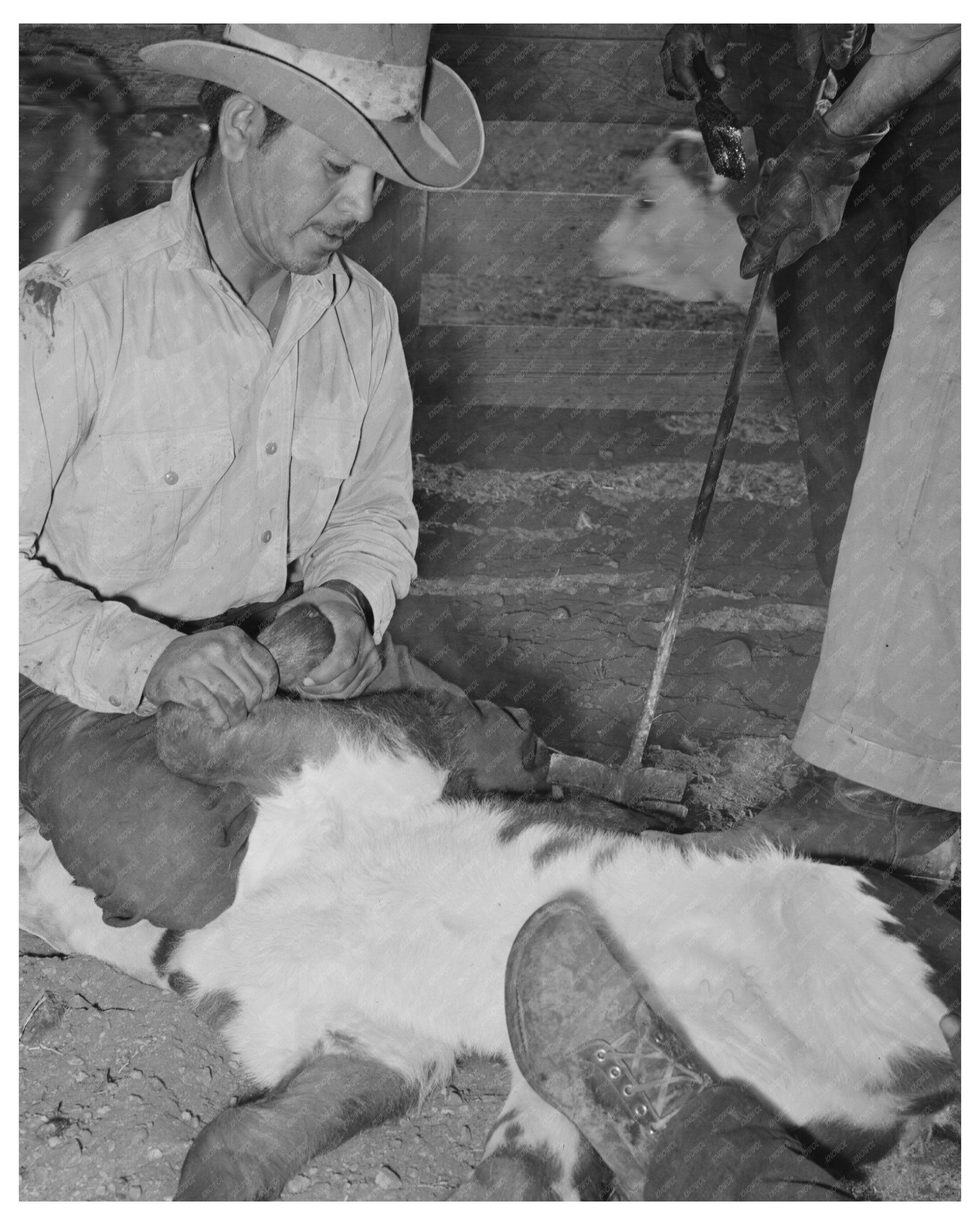 Calf Branding at Walking X Ranch Marfa Texas 1939