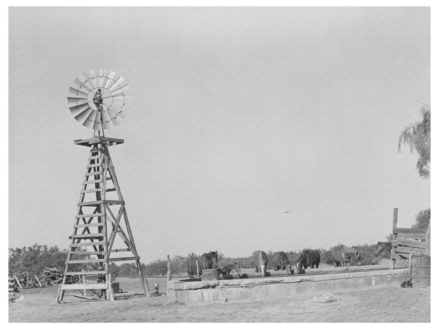 Windmill and Watering Trough at SMS Ranch Texas 1939
