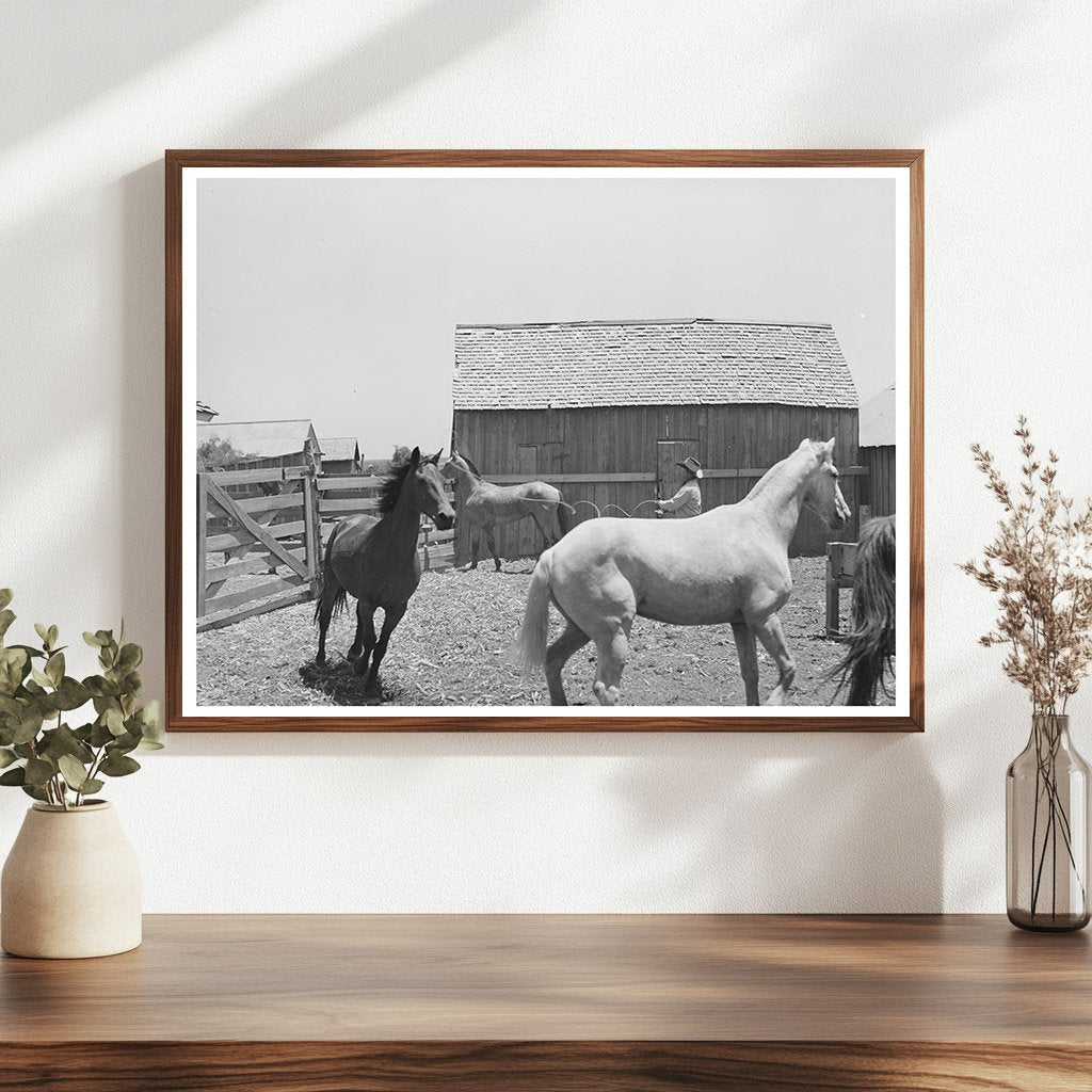 Roping a Horse at SMS Ranch Spur Texas May 1939