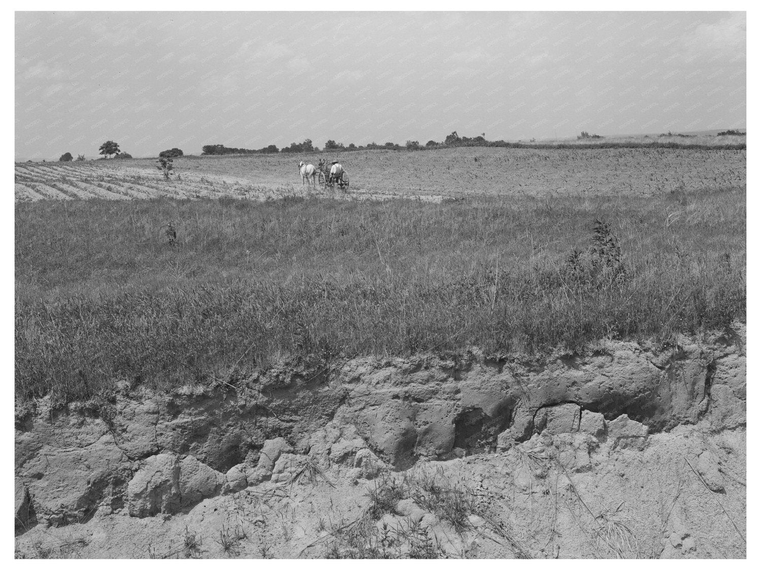 Man Plowing Cotton Field in Oklahoma June 1939