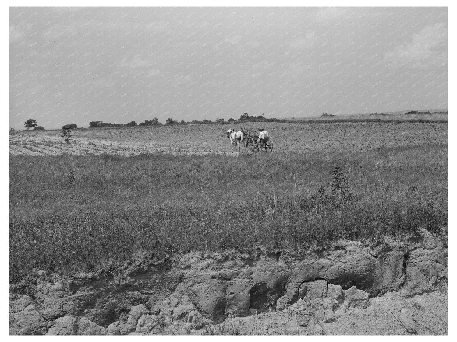 1939 Cotton Field Plowing in Warner Oklahoma Landscape
