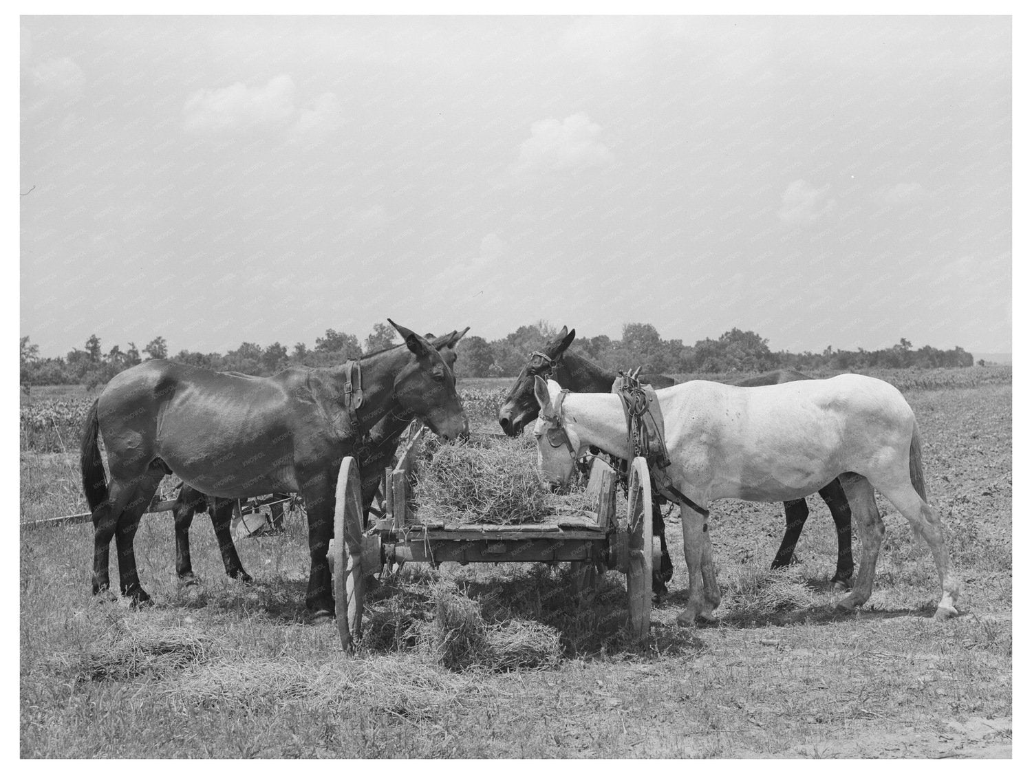 Mules Eating Hay on Tenant Farm Warner Oklahoma June 1939