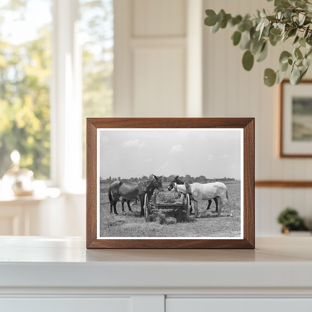 Mules Eating Hay on Tenant Farm Warner Oklahoma June 1939