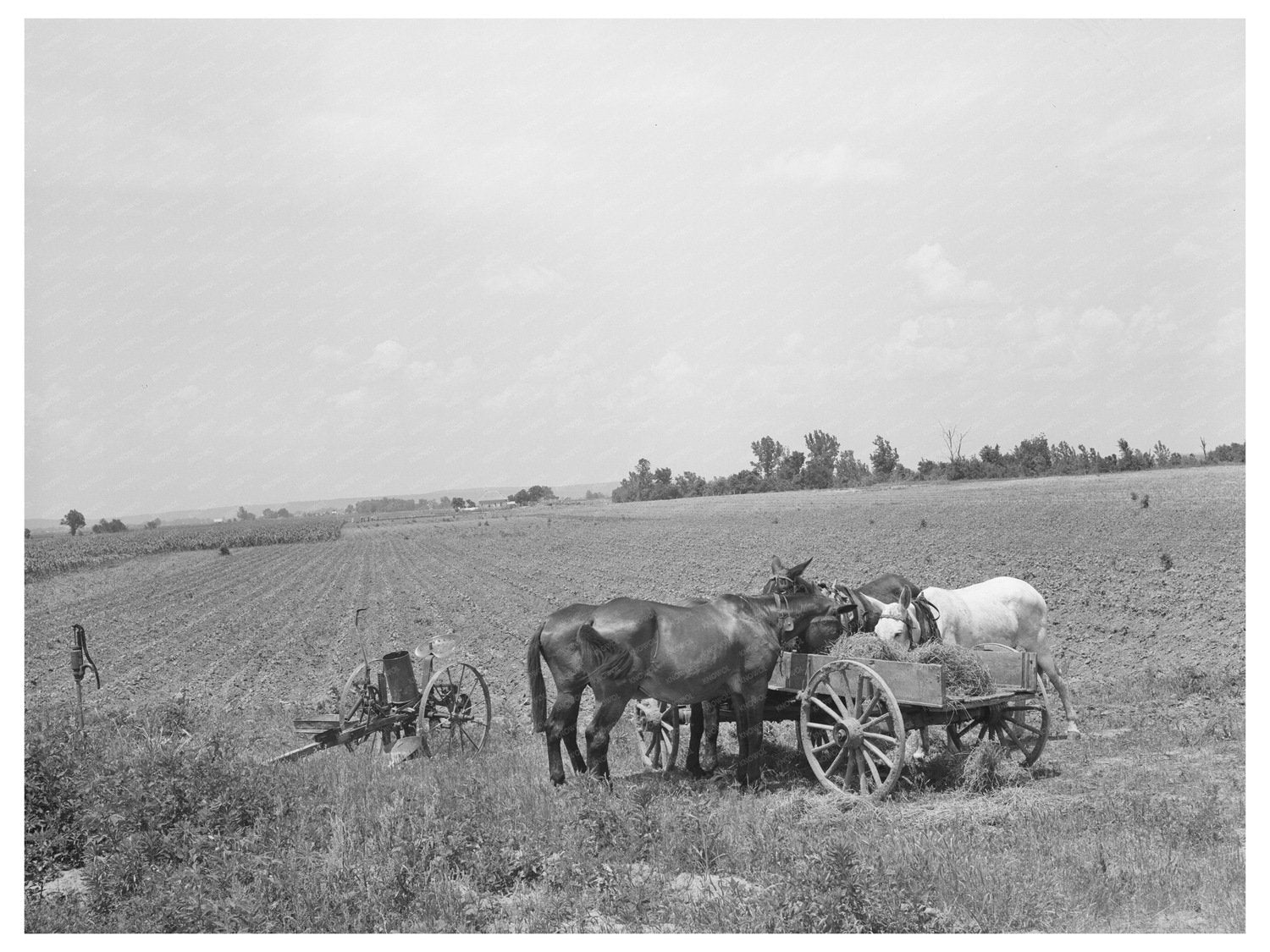 Mules Eating Hay on Tenant Farm in Warner Oklahoma 1939