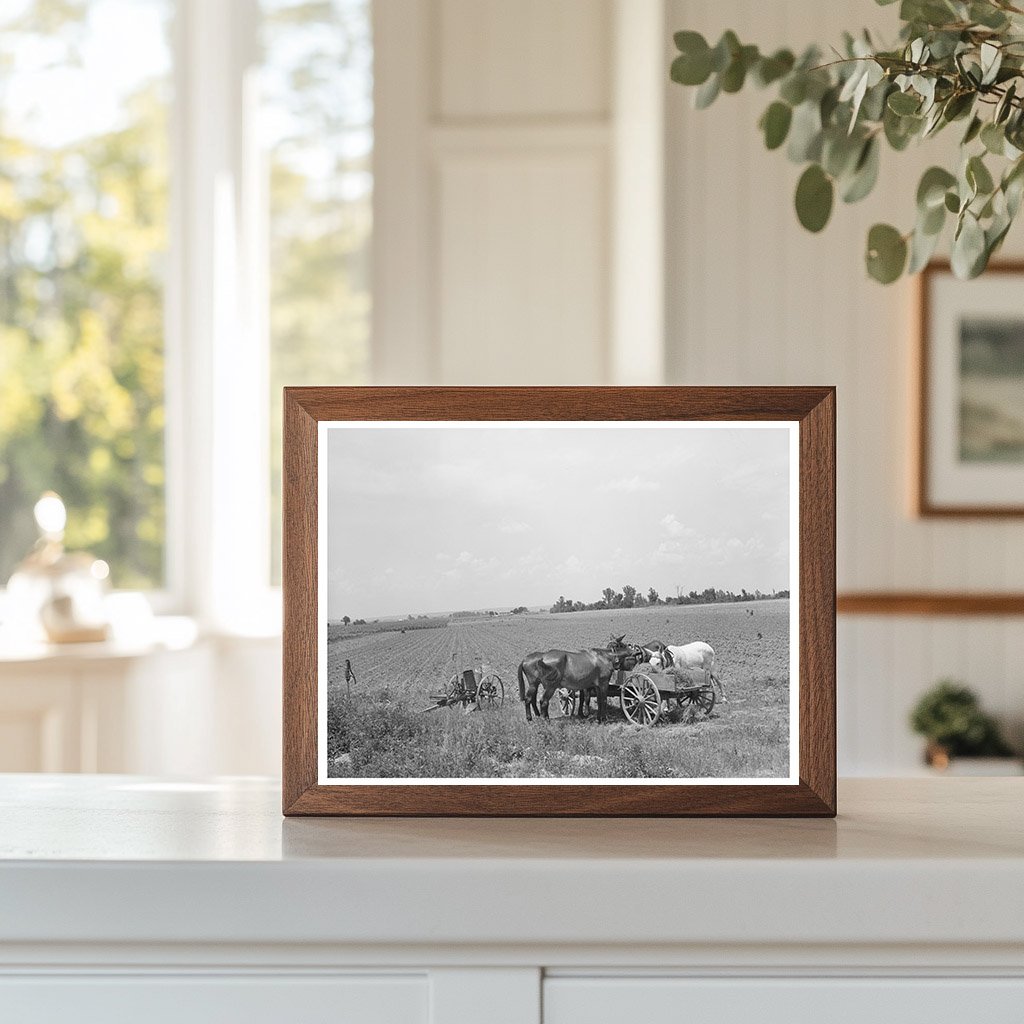 Mules Eating Hay on Tenant Farm in Warner Oklahoma 1939
