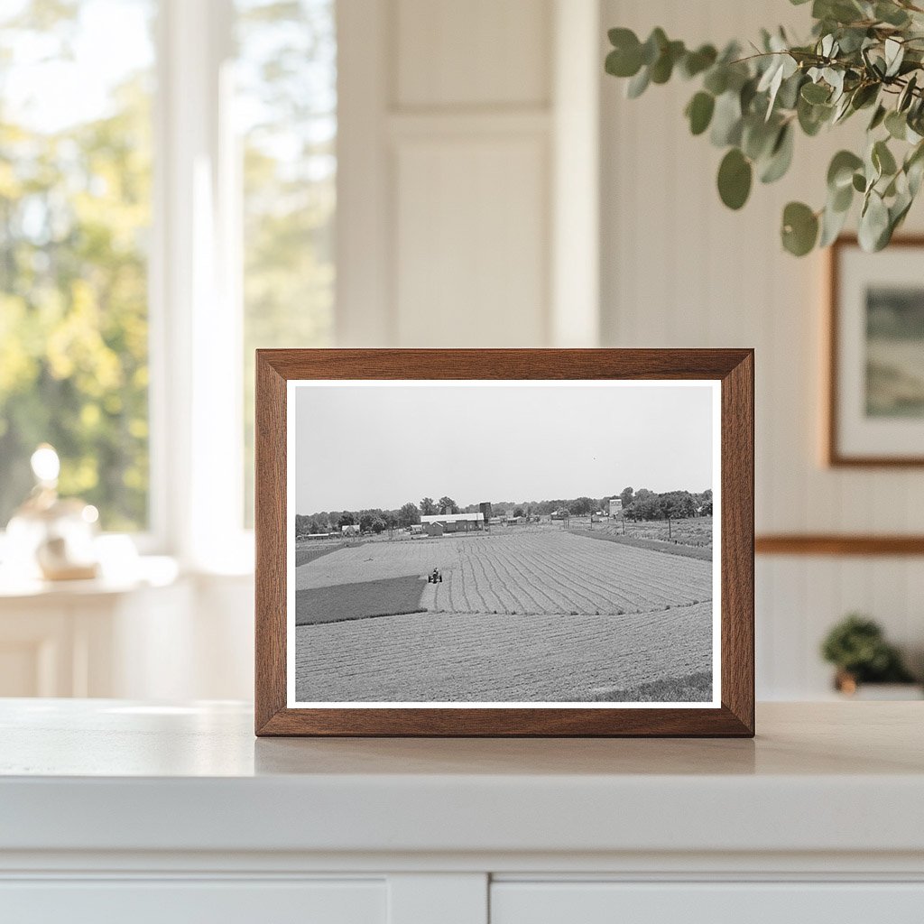 Vintage Alfalfa Cutting Field with Tractor June 1939