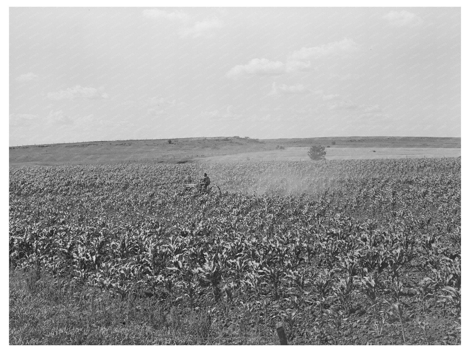 Plowing Corn in Wagoner County Oklahoma June 1939