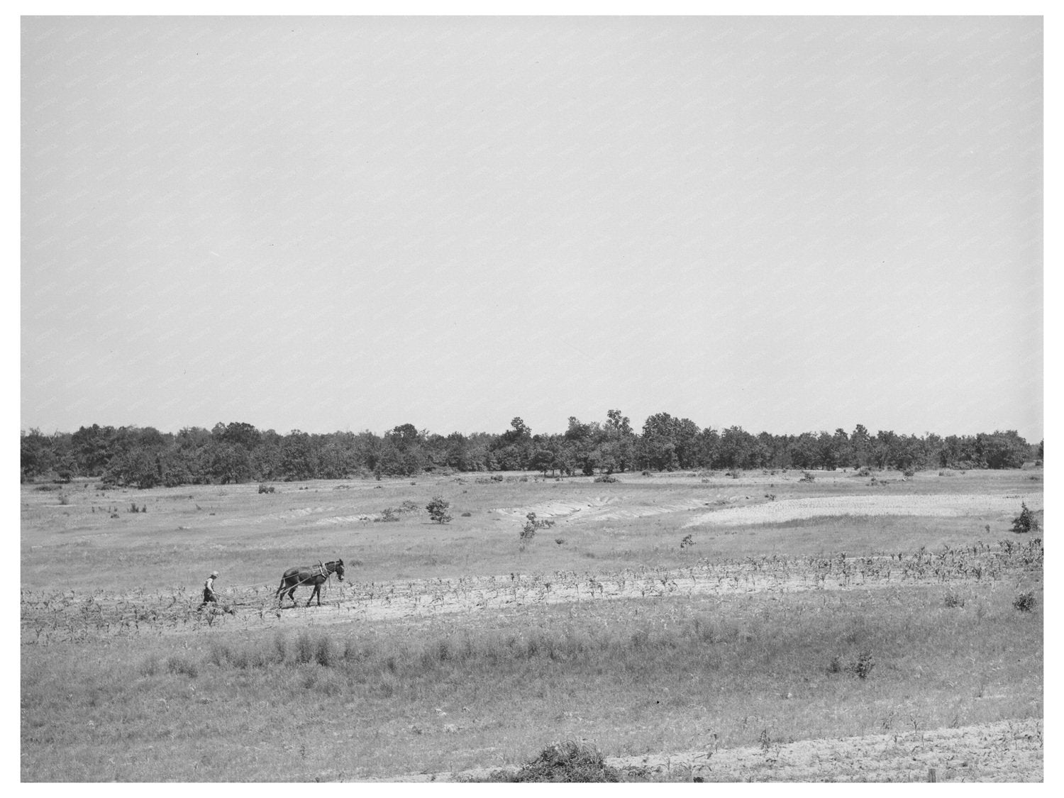 1939 Vintage Tenant Farm Field Erosion in Oklahoma