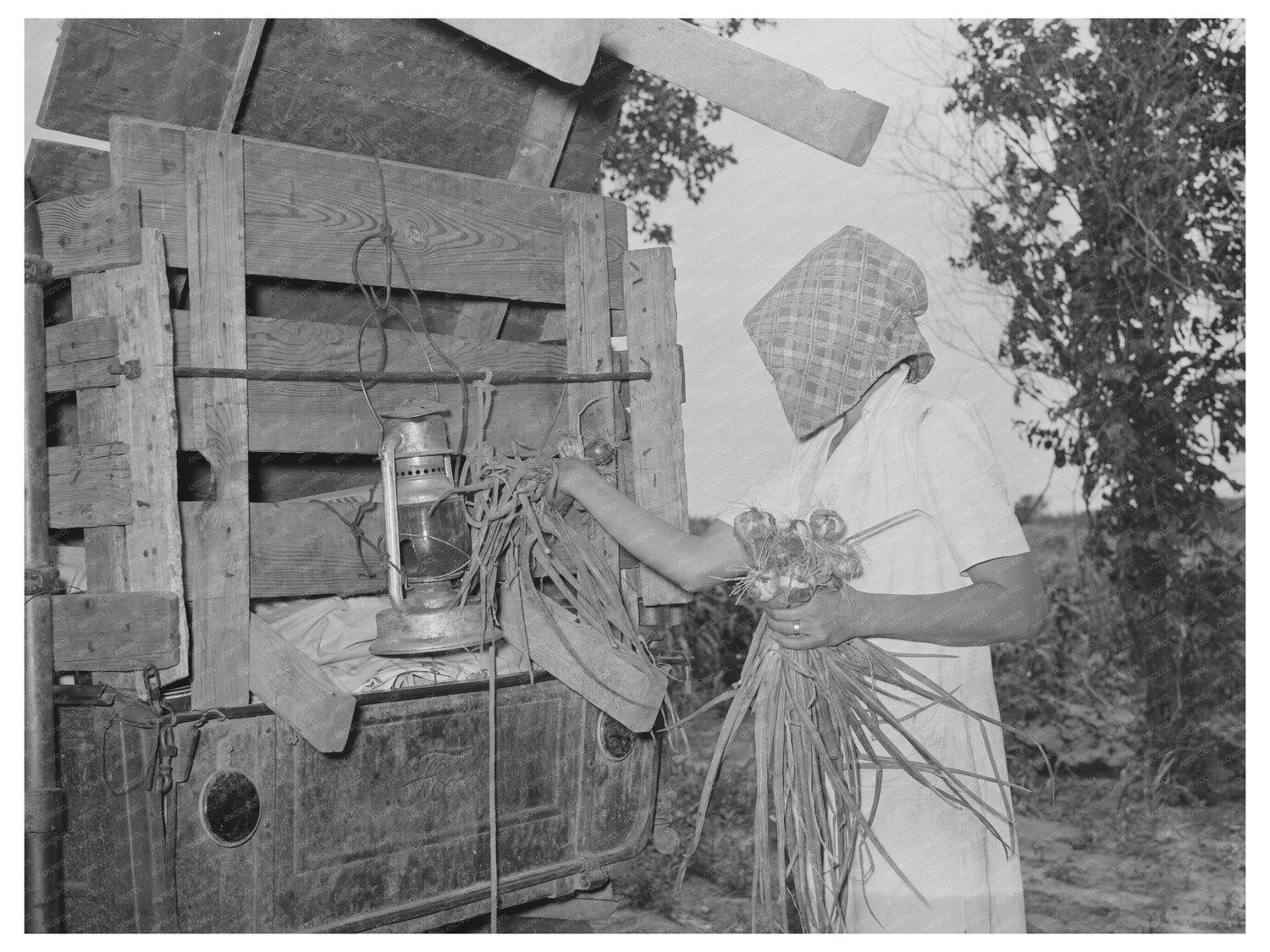 Freshly Harvested Vegetables in Muskogee Oklahoma 1939