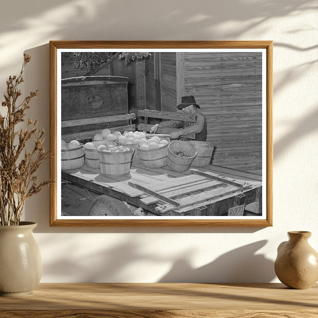Muskogee Farmers Load Melons for Market July 1939