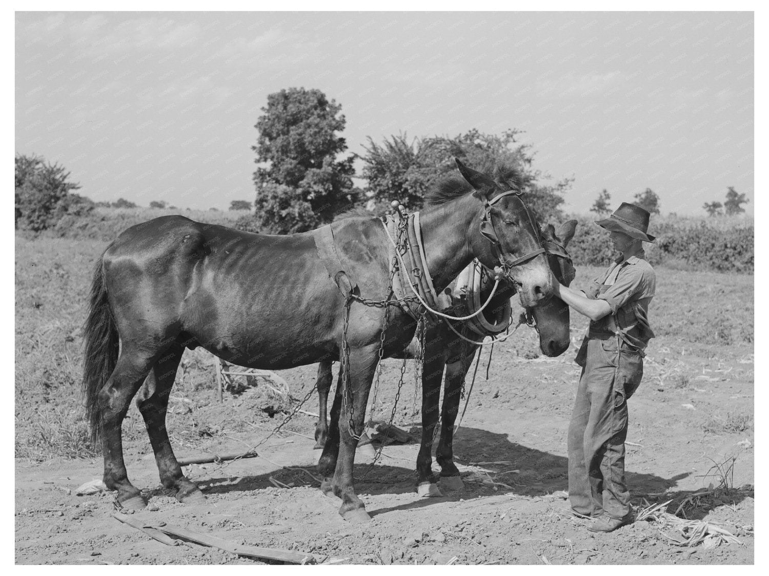 Vintage 1939 Boy with Mules in Muskogee Oklahoma