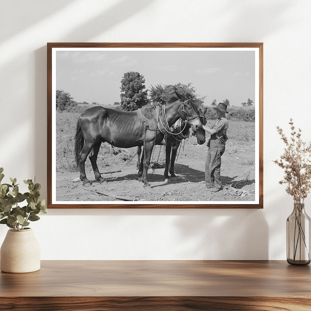 Vintage 1939 Boy with Mules in Muskogee Oklahoma