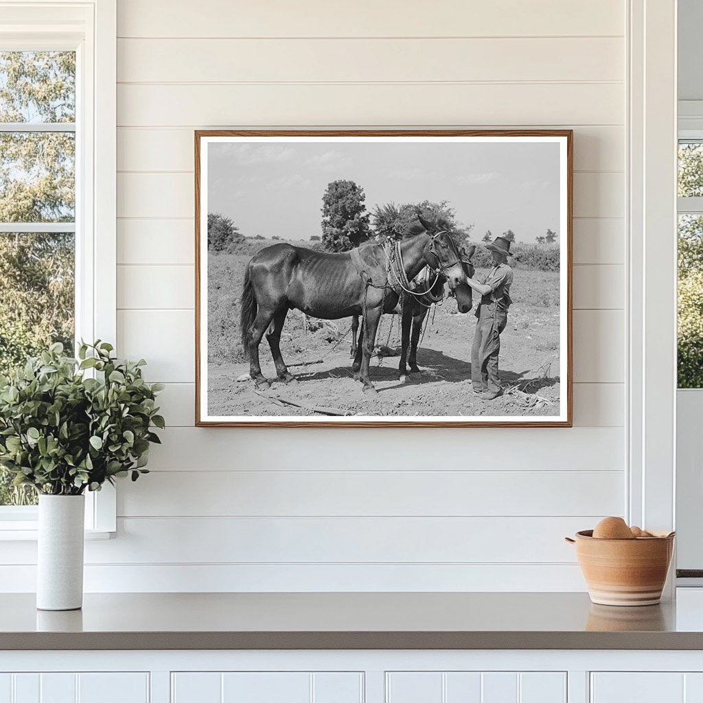 Vintage 1939 Boy with Mules in Muskogee Oklahoma