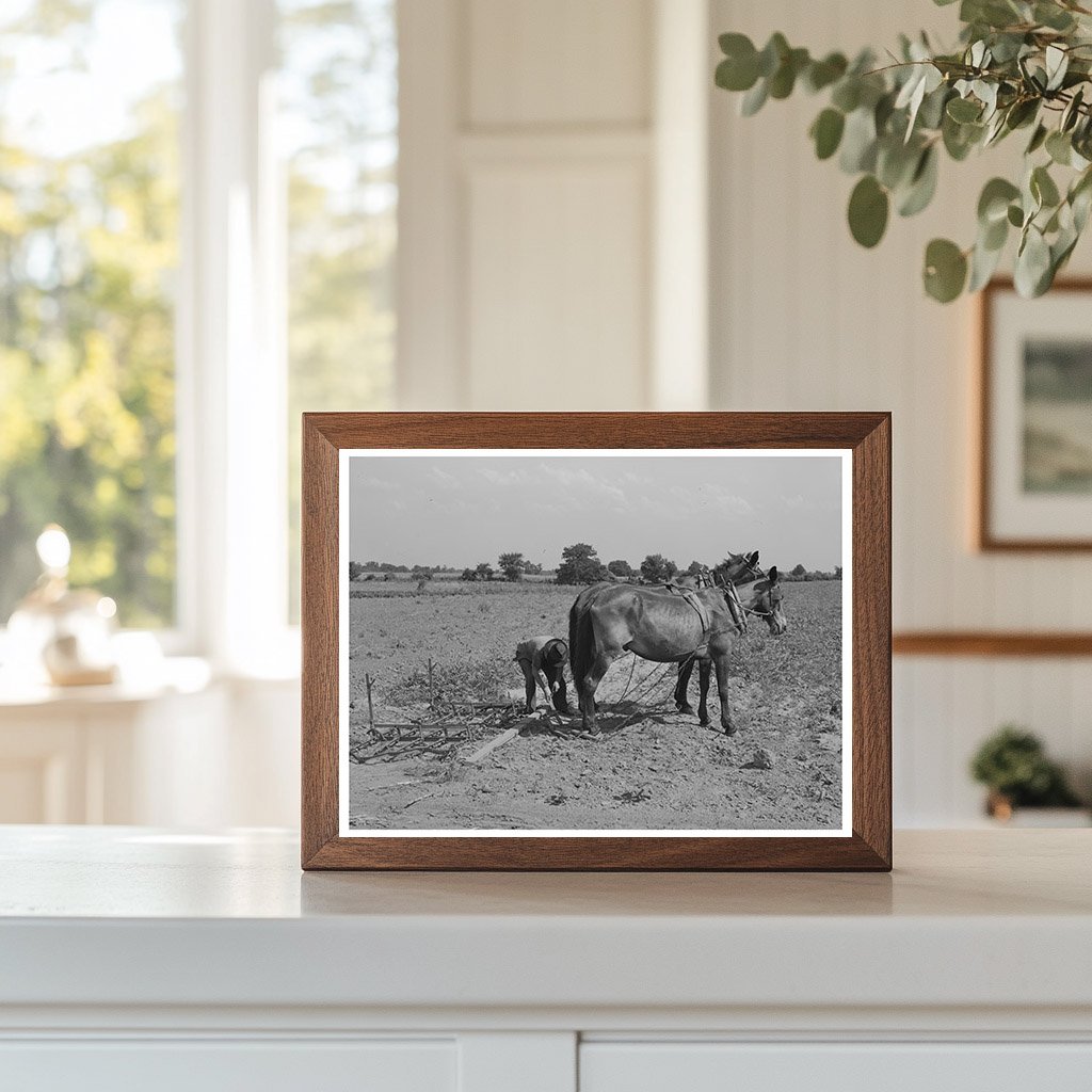 Mule Team and Harrow in Muskogee County Oklahoma 1939