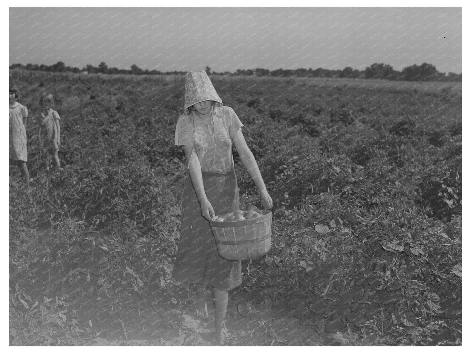 Young Girl Picking Tomatoes in Oklahoma July 1939