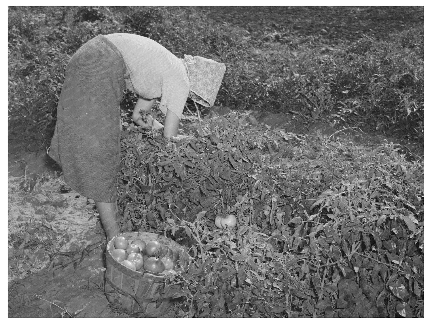 Daughter of Tenant Farmer Picking Tomatoes 1939