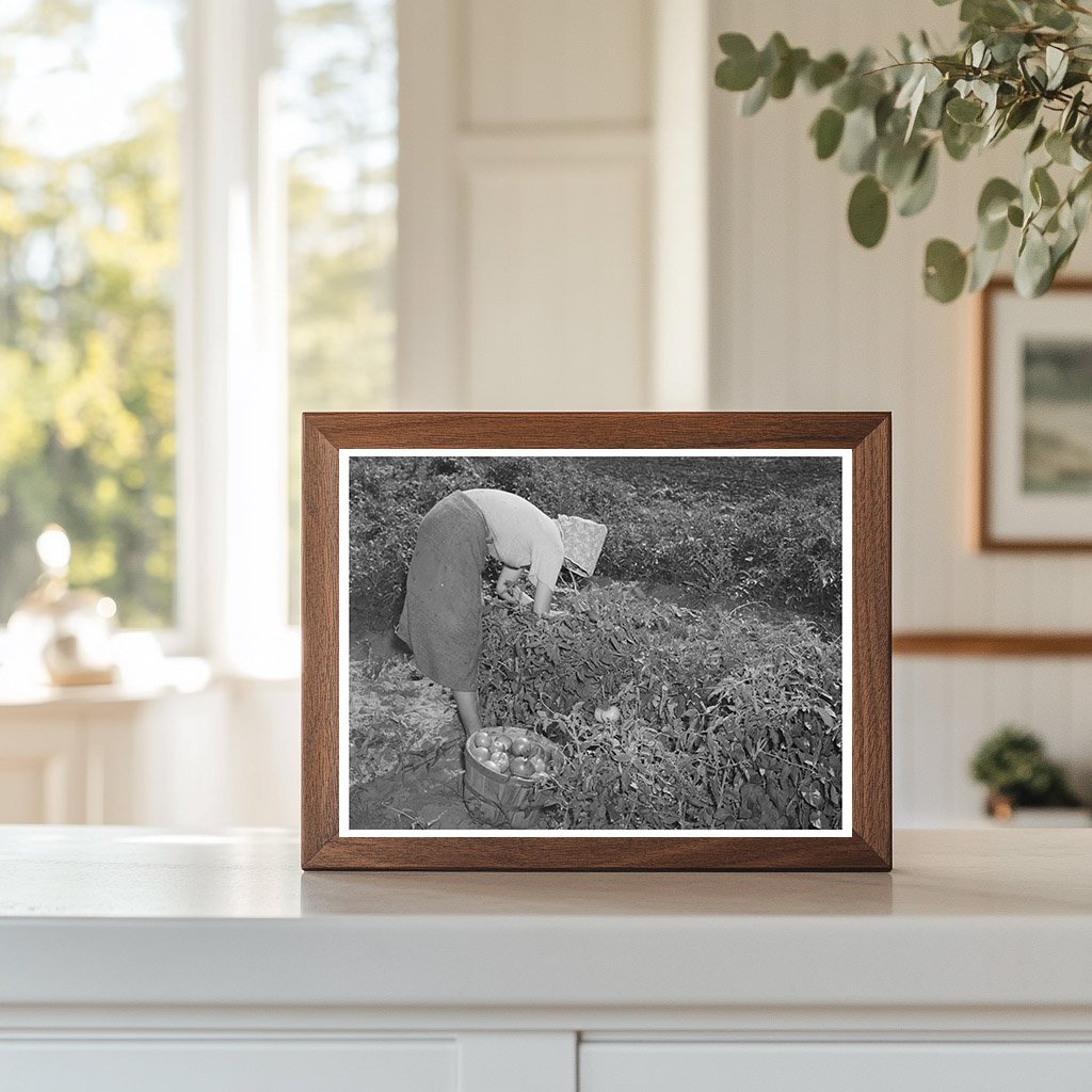 Daughter of Tenant Farmer Picking Tomatoes 1939