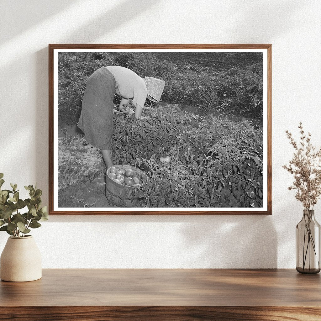 Daughter of Tenant Farmer Picking Tomatoes 1939