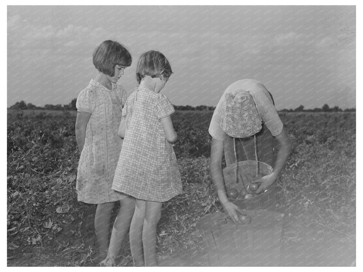 Daughter of Tenant Farmer Picking Tomatoes July 1939