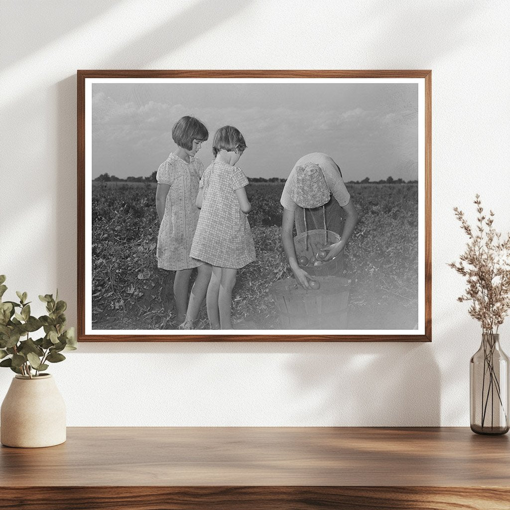 Daughter of Tenant Farmer Picking Tomatoes July 1939