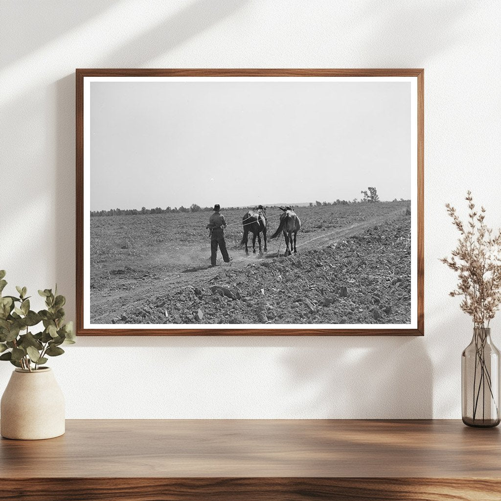 1939 Boy Walking with Mules in Muskogee Oklahoma