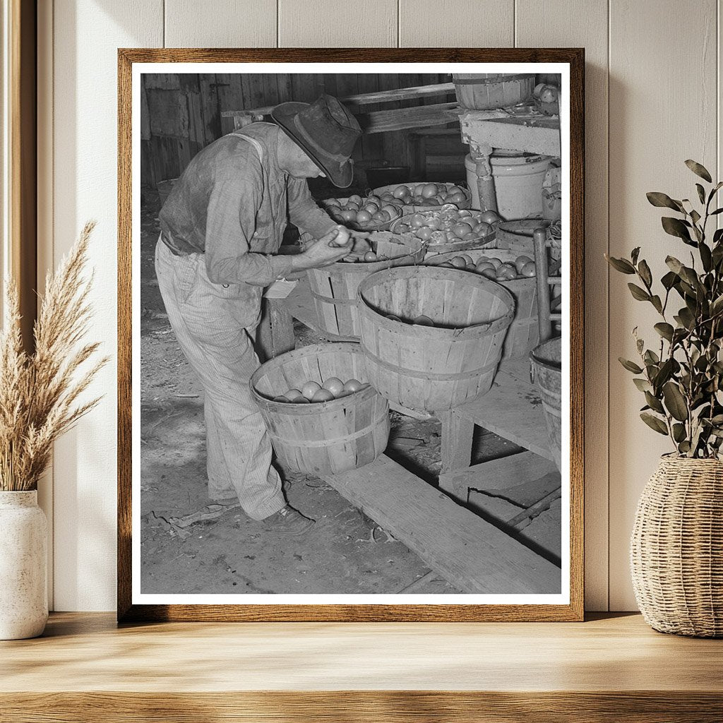 Tenant Farmer Picking Tomatoes Muskogee County Oklahoma 1939