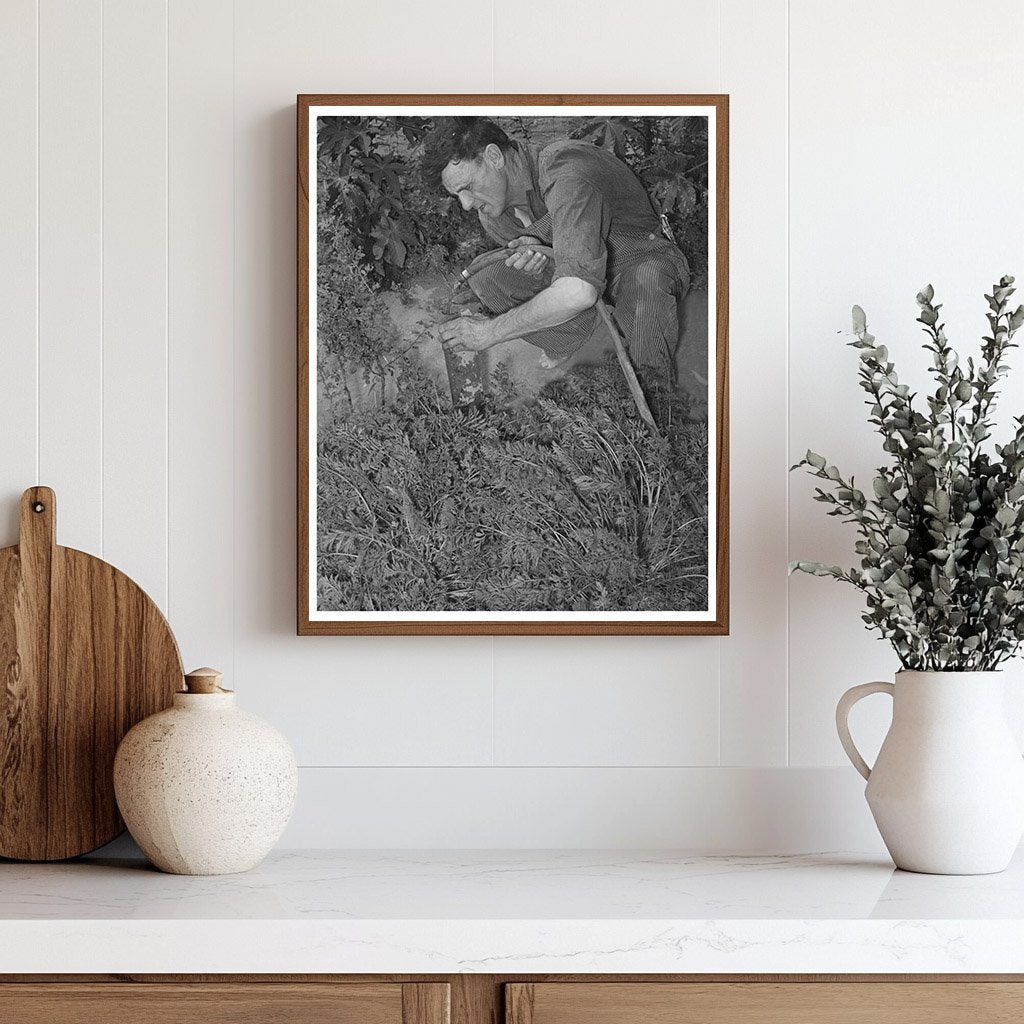 Mr. Schoenfeldt Tending Tile Garden Kansas 1939