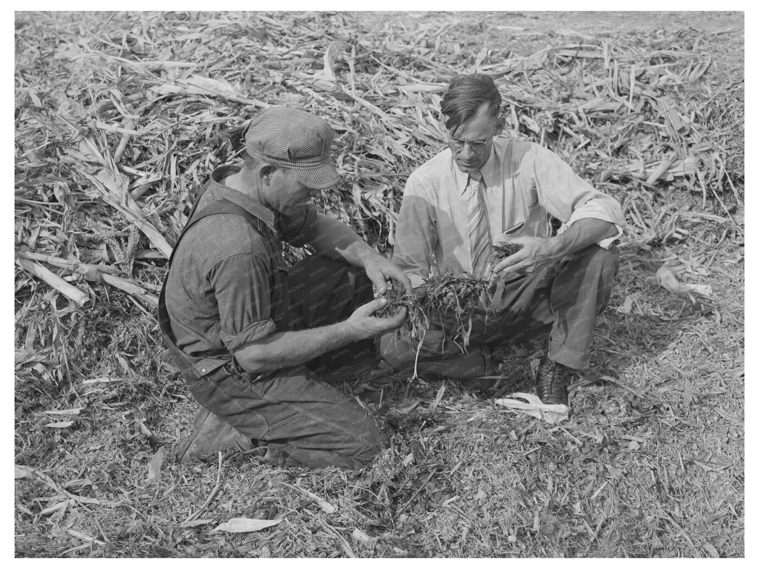 Farm Security Administration Inspecting Silage 1939