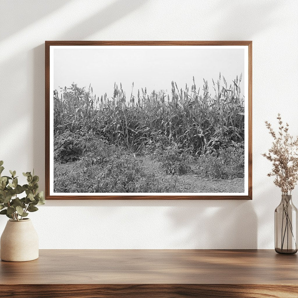 Kaffir Corn Windbreak in Kansas August 1939