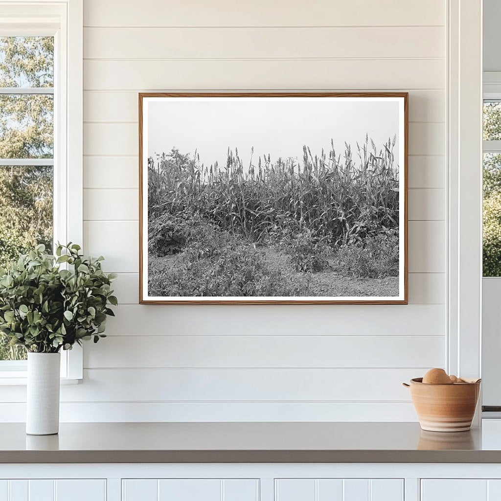 Kaffir Corn Windbreak in Kansas August 1939