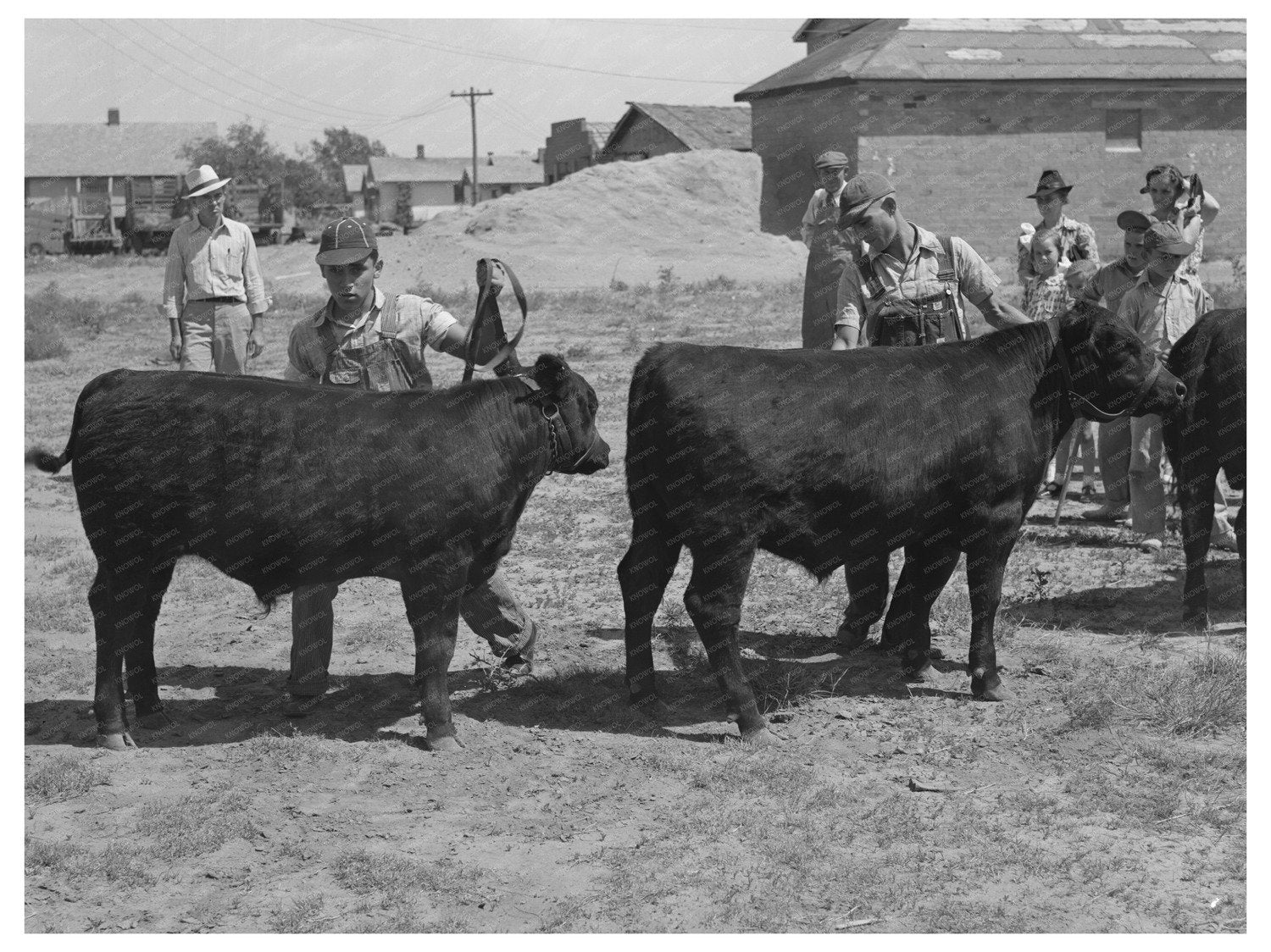Yearling Bulls at 4-H Fair Sublette Kansas 1939