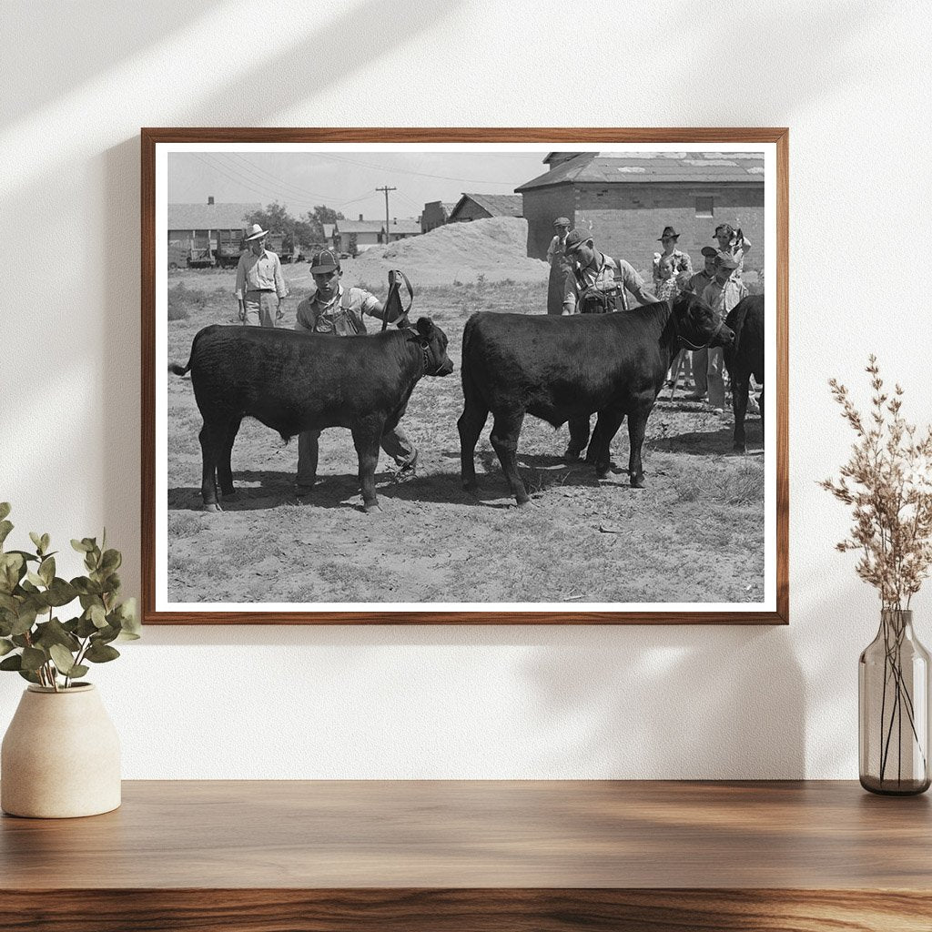 Yearling Bulls at 4-H Fair Sublette Kansas 1939