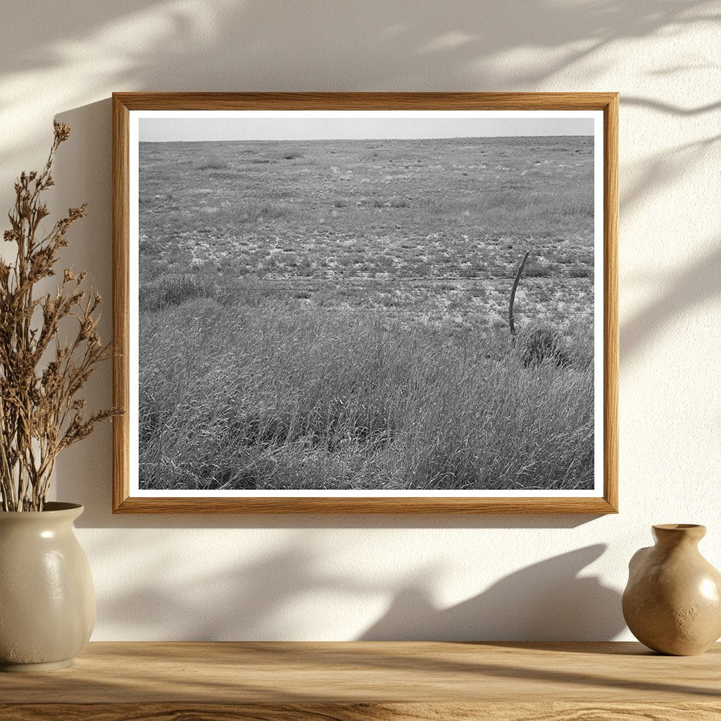 Baca County Colorado Grassland September 1939 Image