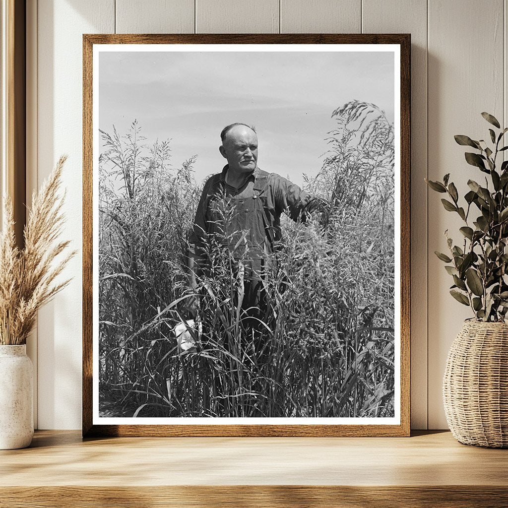 Mr. Bosley in Sudan Grass Field Baca County Colorado 1939