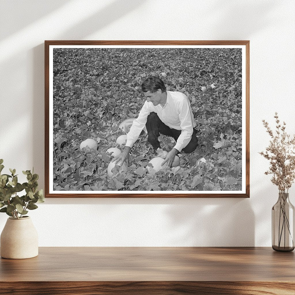 Ernest Kirk Jr. Examines Honeydew Melons in Colorado 1939