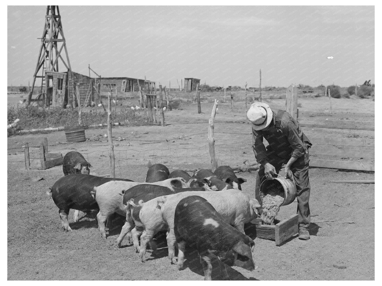 Mr. Bosley Feeding Hogs on Colorado Farm September 1939
