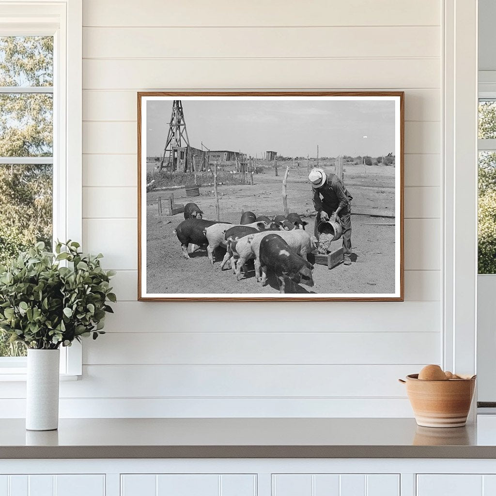 Mr. Bosley Feeding Hogs on Colorado Farm September 1939