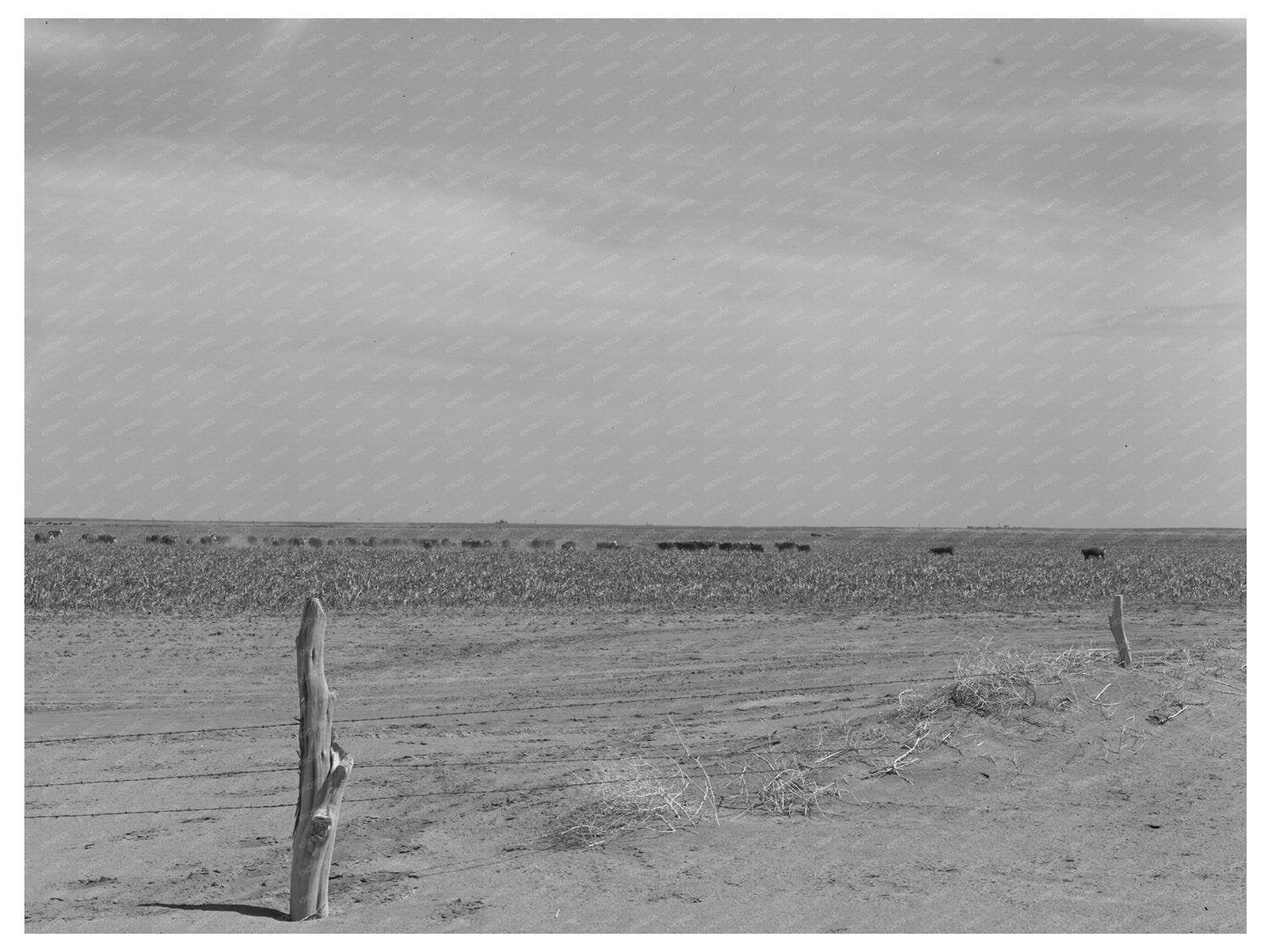 Soil Conservation Efforts in Baca County Colorado 1939