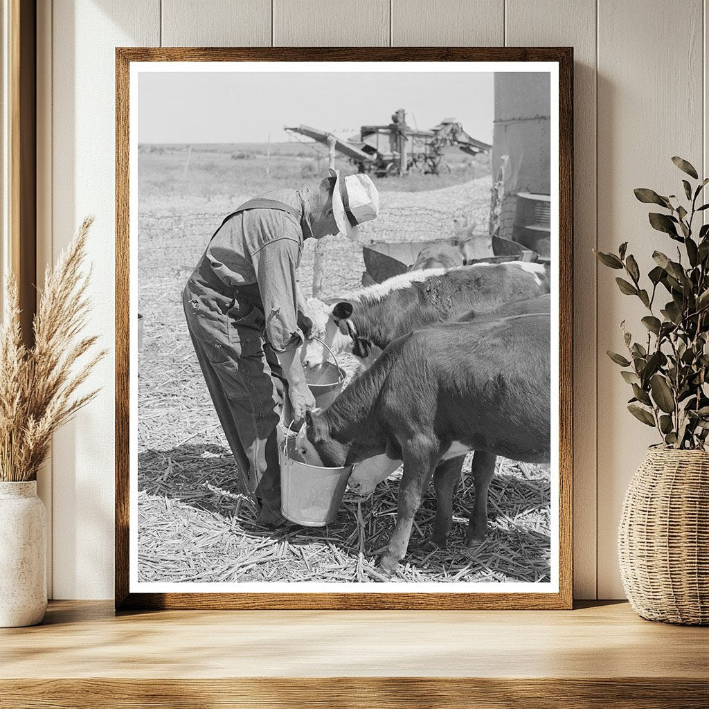 Mr. Bosley Feeding Calves Baca County Colorado 1939