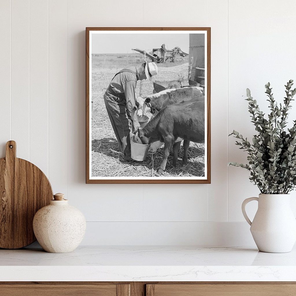 Mr. Bosley Feeding Calves Baca County Colorado 1939