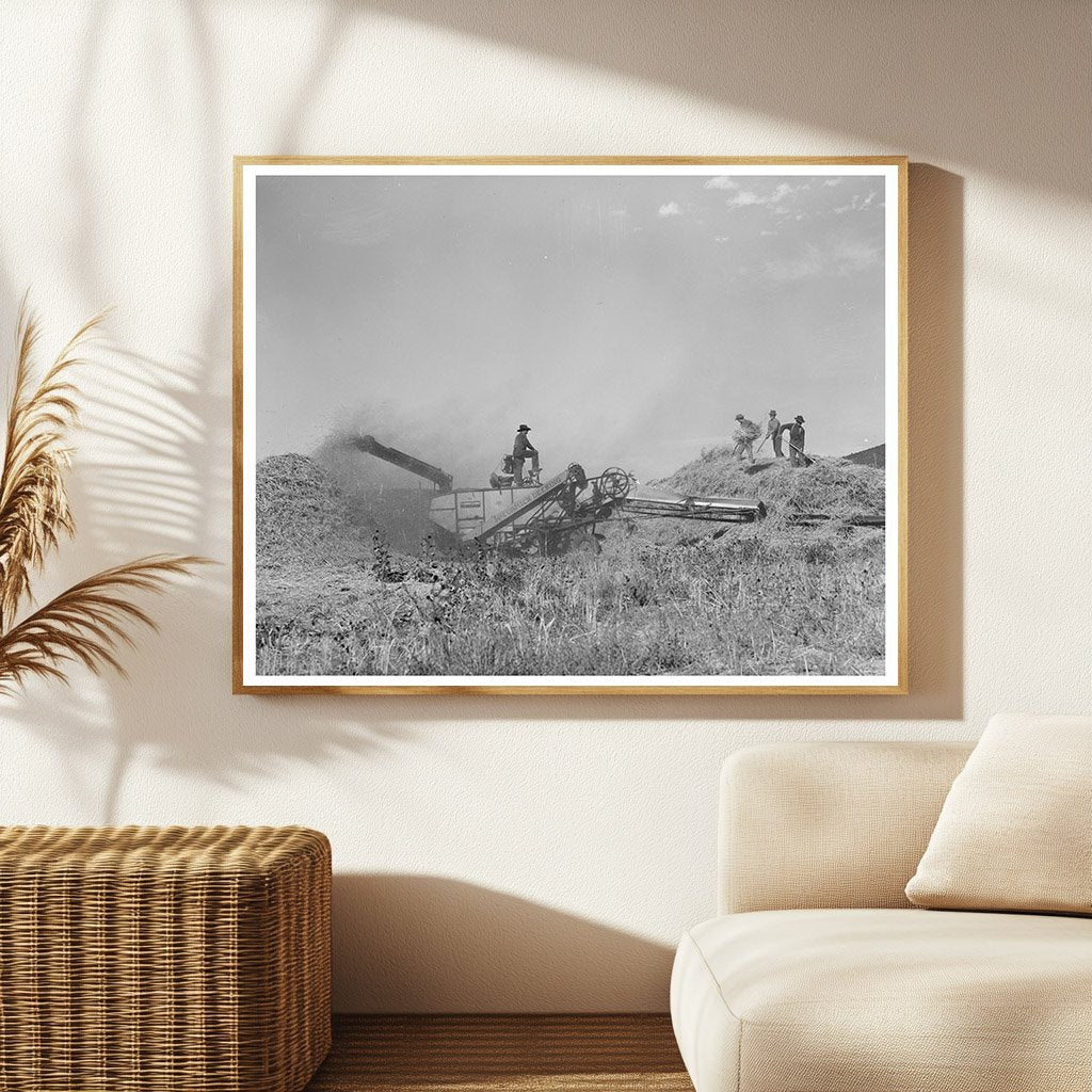 Wheat Threshing in Questa New Mexico 1939