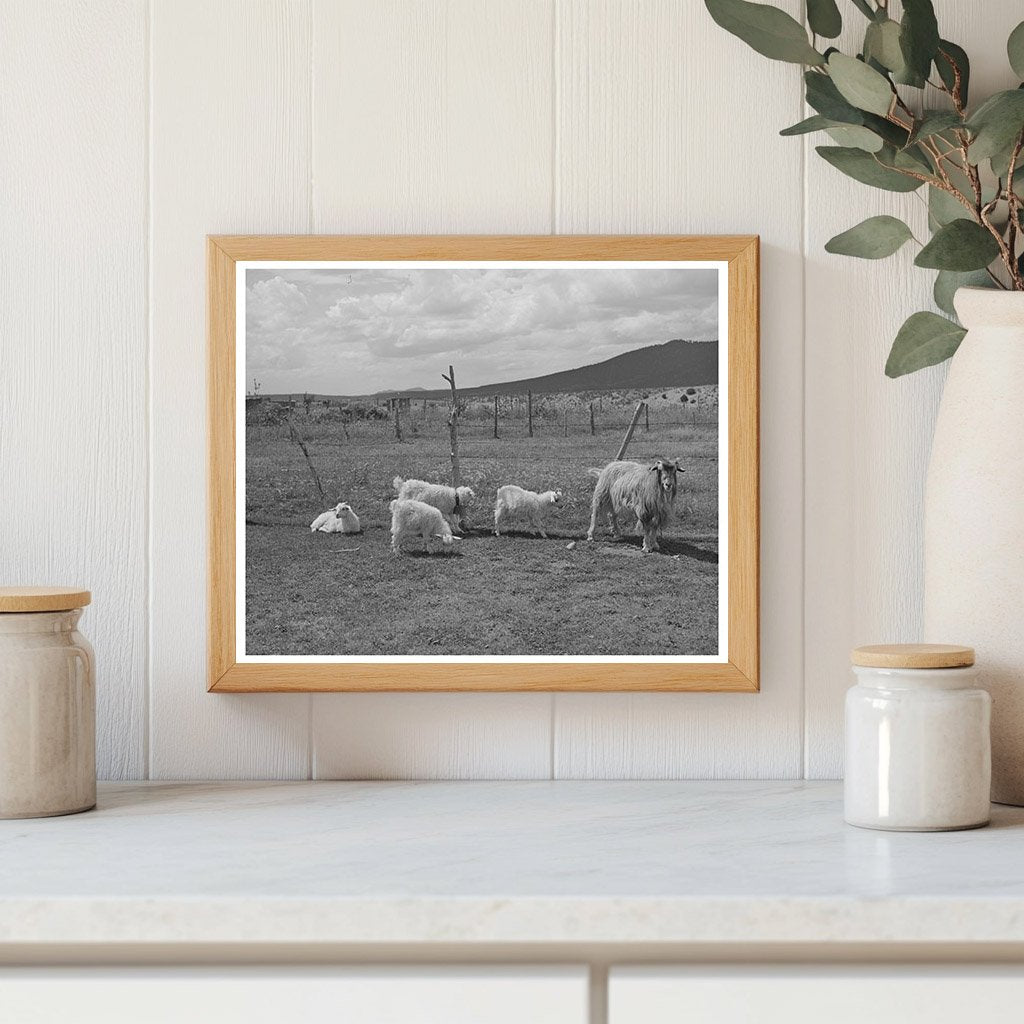 Goats on Farm near Questa New Mexico September 1939