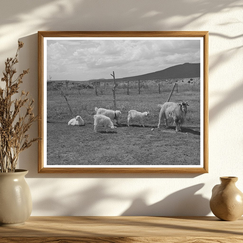 Goats on Farm near Questa New Mexico September 1939
