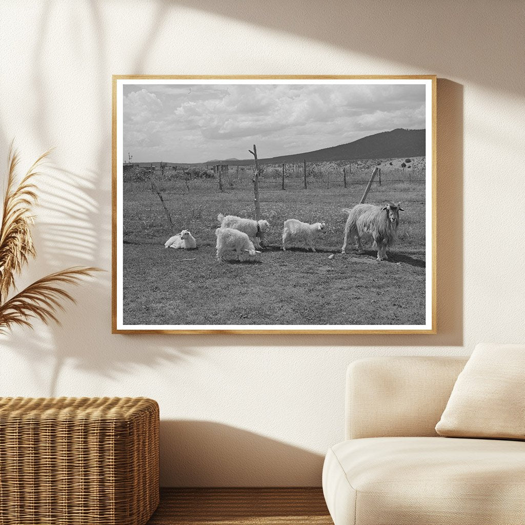 Goats on Farm near Questa New Mexico September 1939