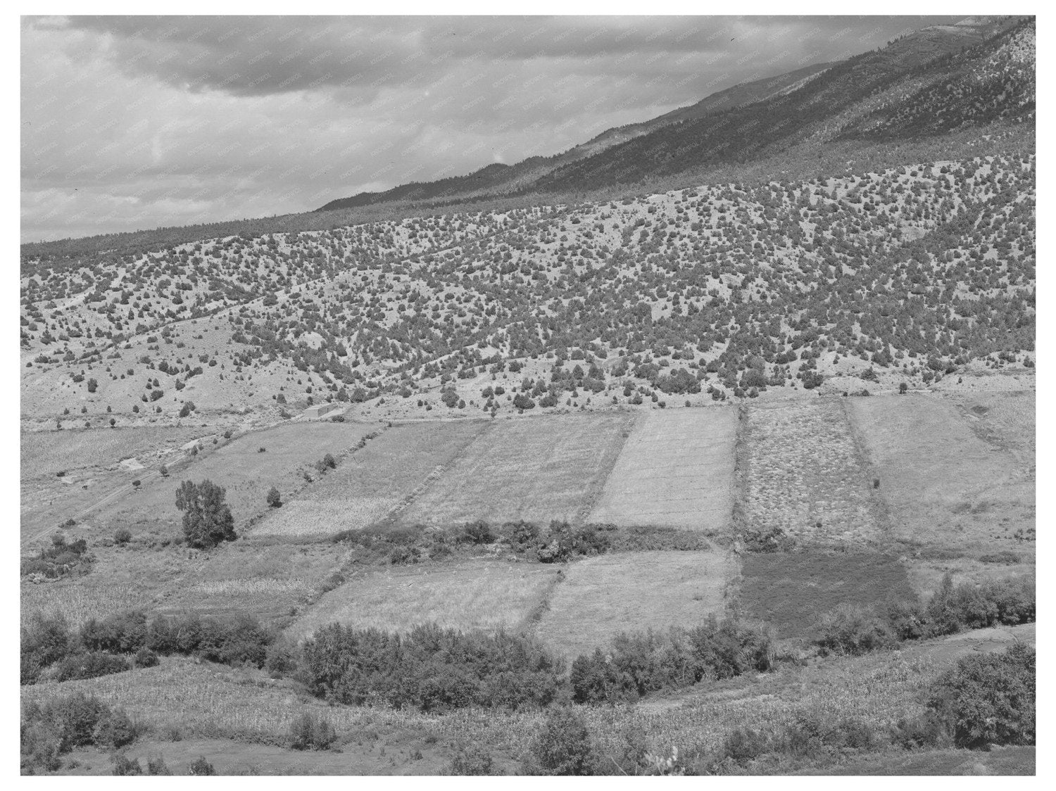 Strip Farms Along Rio Hondo Taos New Mexico 1939