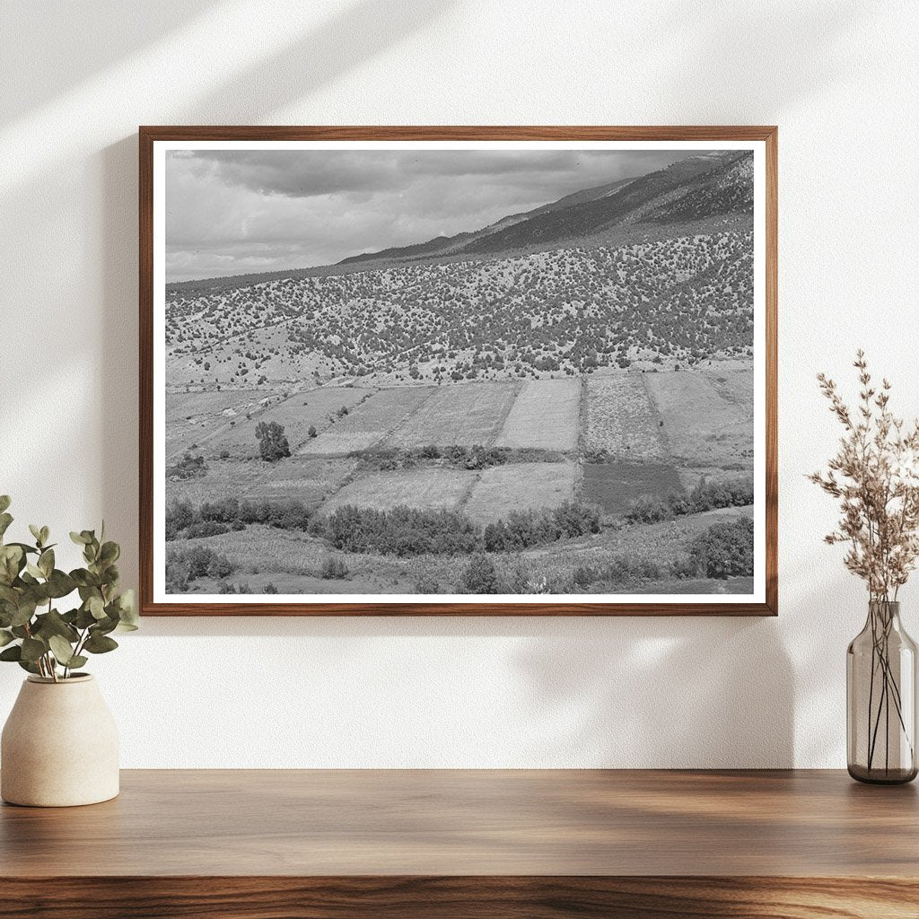 Strip Farms Along Rio Hondo Taos New Mexico 1939