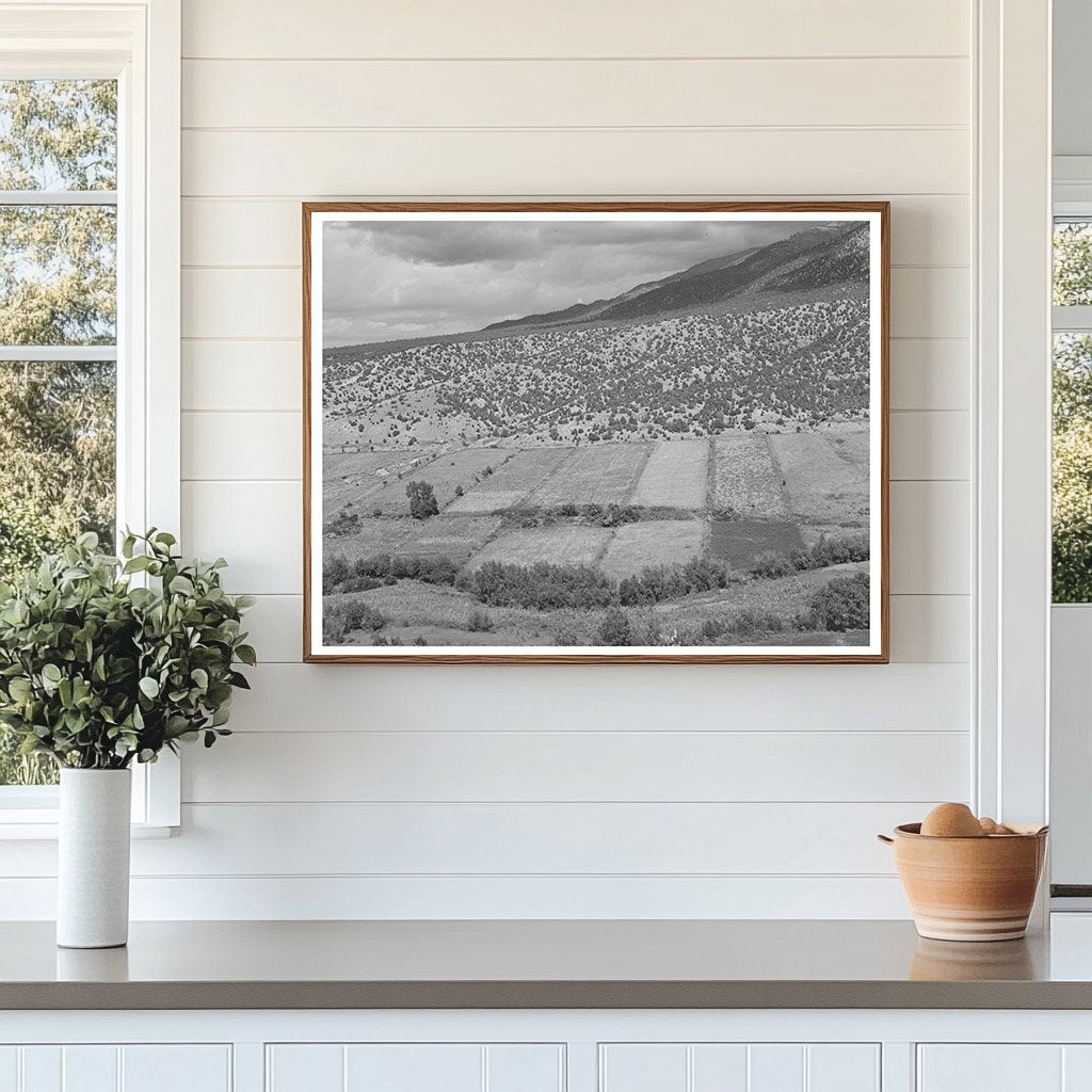 Strip Farms Along Rio Hondo Taos New Mexico 1939