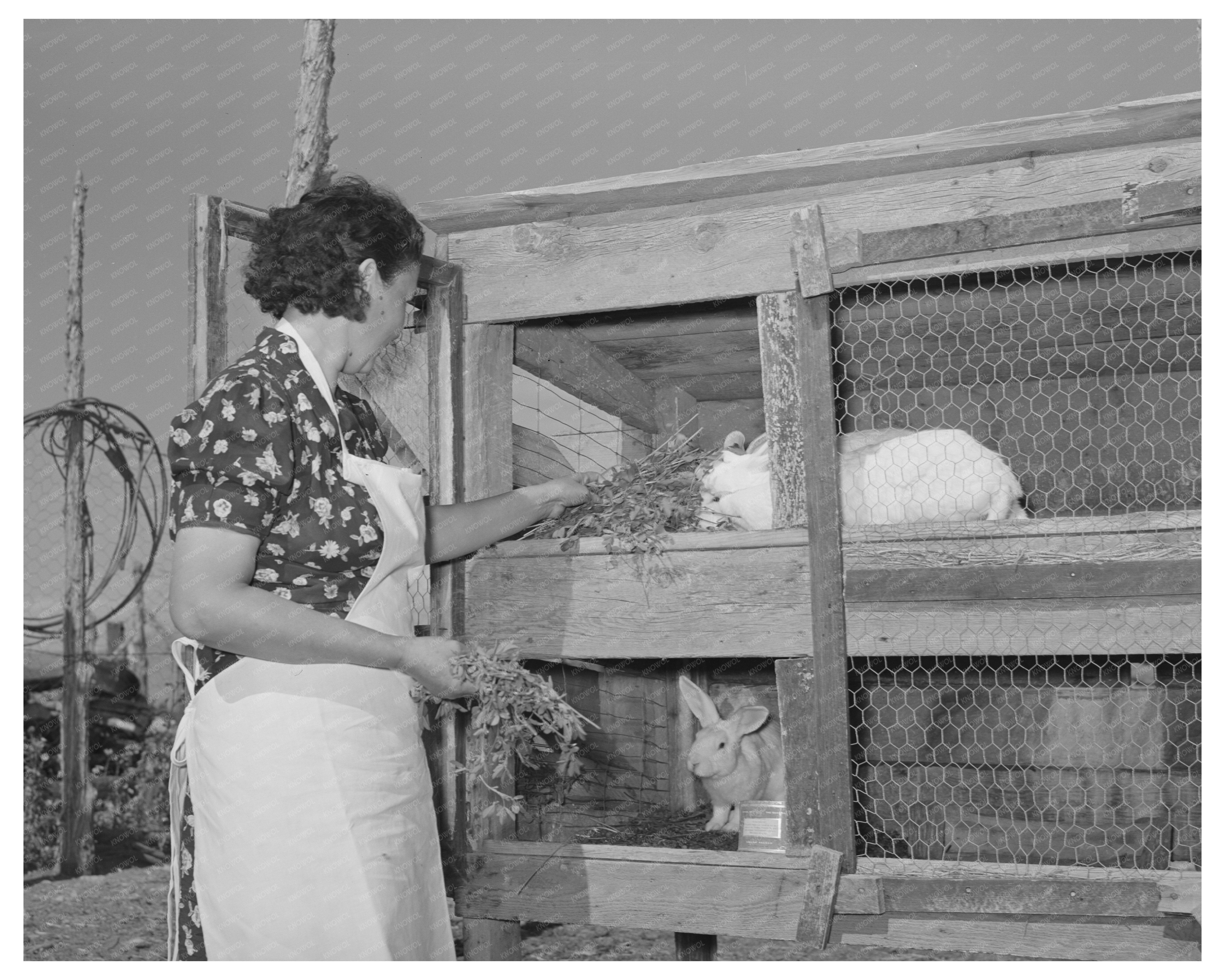 Ofelia Trujillo Sandoval Feeds Rabbits in 1939 New Mexico