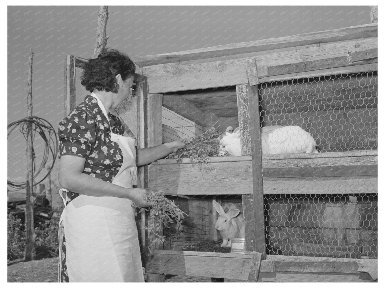 Ofelia Trujillo Feeding Rabbits in Taos New Mexico 1939