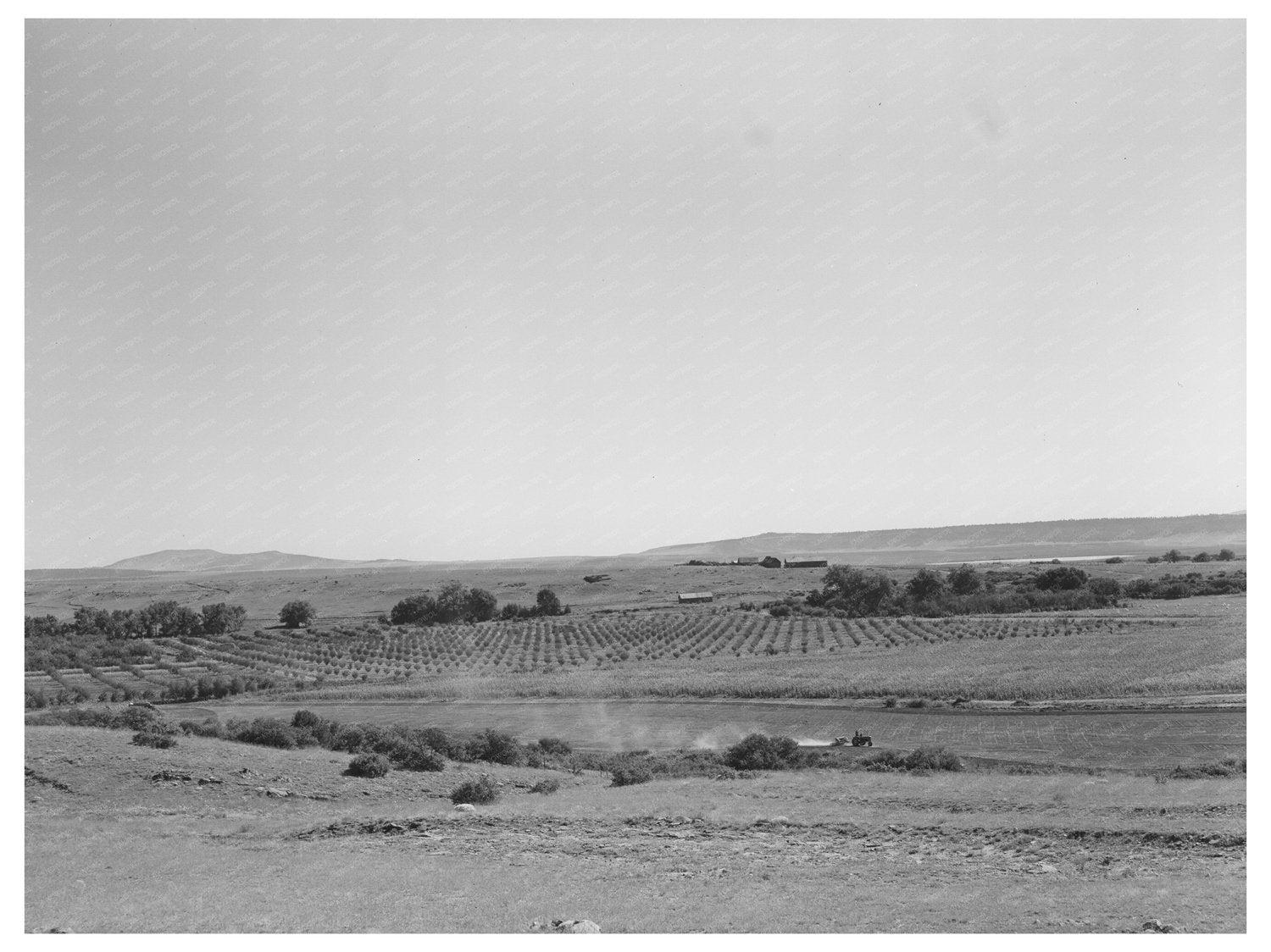 Mora River Valley Orchard September 1939 Vintage Photo